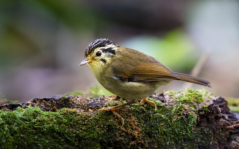Helicopter in desert