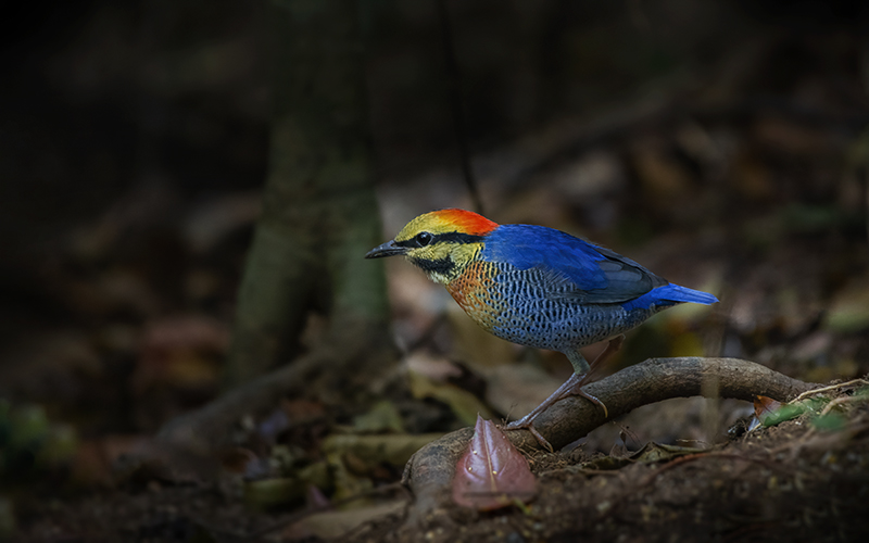 My Trip Indonesia destinations