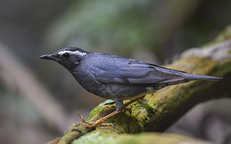 Lions in African savanna